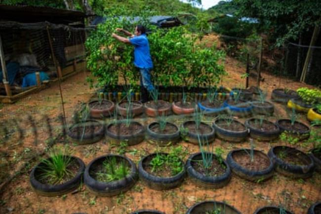 A man reaches into the branches of a small fruit tree inside a netted enclosure in which a number of rows of trees at various stages of growth are planted within car tyres.